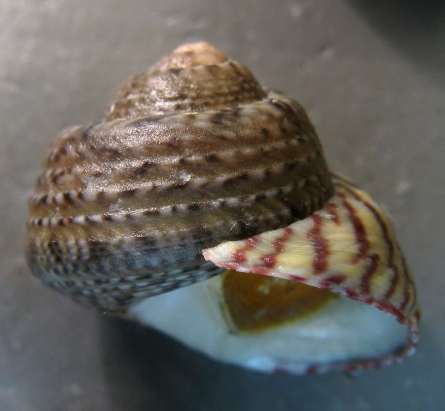 Tenerife, Canarie - Famiglia Trochidae